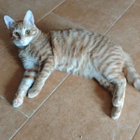 Adopta a Jack