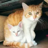 Adopta a Nova