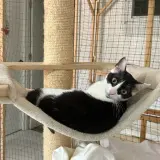 Adopta a Nimbus