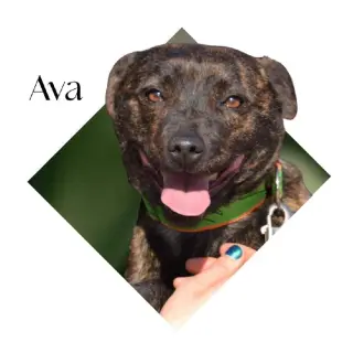 Ava