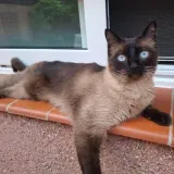 Adopta a Luna