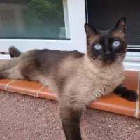 Adopta a Luna
