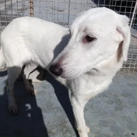 Adopta a Diana