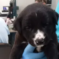Adopta a Camada Barranco Caballar 1