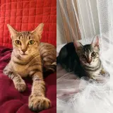 Adopta a Yoga-Buda