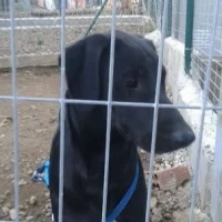 Adopta a Ricky Lab