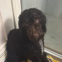 Adopta a Oreo