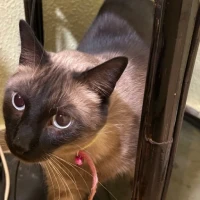 Adopta a Milo