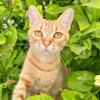 Adopta a Pipi Langstrump