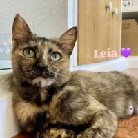 Adopta a Leia