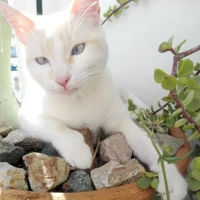 Adopta a Sofi