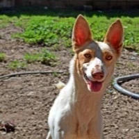 Adopta a Emma