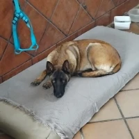 Adopta a Laisa
