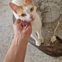 Adopta a Yuki