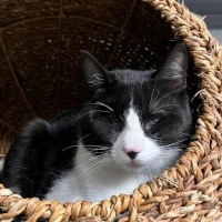 Adopta a Aprilia (Casi Ciego)