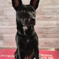 Adopta a Freya