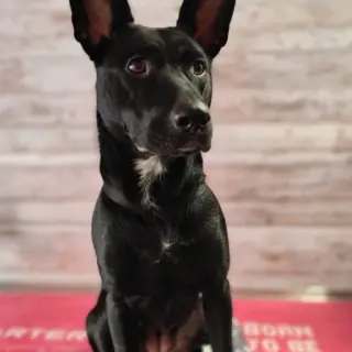 Freya