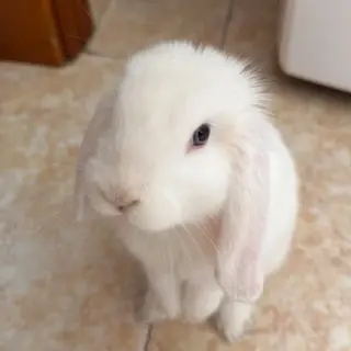 Mochi
