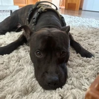 Adopta a Jordan