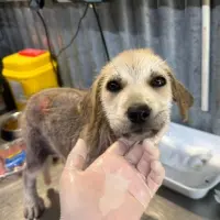Adopta a Rene