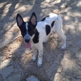 Adopta a Marie