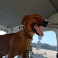Adopta a Mendi