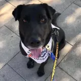 Adopta a Hook