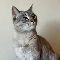 Adopta a Kiara