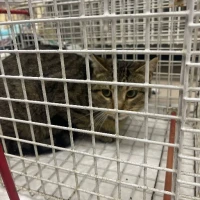 Adopta a Urge Acogida