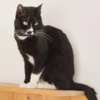 Adopta a Hammer