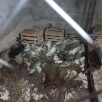 Adopta a Hijos De Fortuna