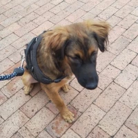 Adopta a Thorfinn