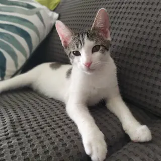 Leo