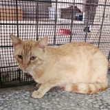 Adopta a Orange