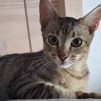 Adopta a Lali