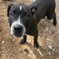 Adopta a Lego