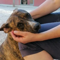 Adopta a Saly