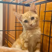 Adopta a Nami
