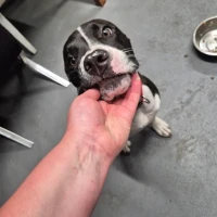 Adopta a Lulu