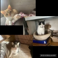 Adopta a Bimbo Y Hermanas Mat