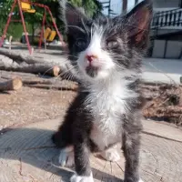 Adopta a Limón