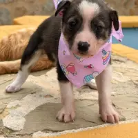Adopta a Etiopía
