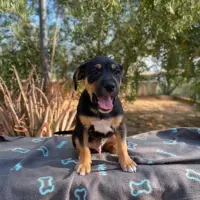 Adopta a Hachi