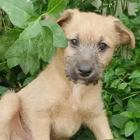 Adopta a Trufa