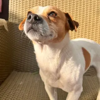 Guss