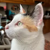 Adopta a Cereales