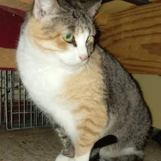 Kitty