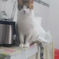 Adopta a Martina