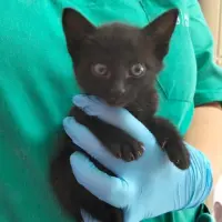 Adopta a Merengue