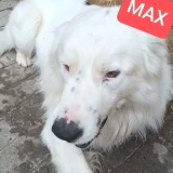 Adopta a Max